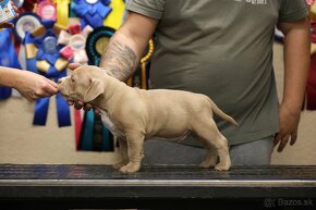 AMERICAN BULLY - 9