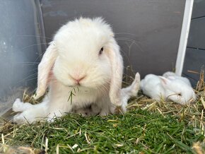 Roztomilé Snehobiele Minilopky BEW s Modrými Očkami - 9