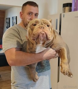 Štěňátka American Bully Pocket Exotic Top Krevní linie - 9