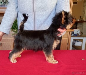 YORKSHIRE TERRIER  s PP - 9