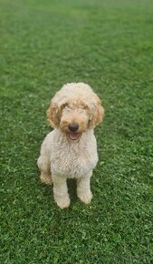 Goldendoodle - 9