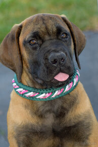 búrský buldok- boerboel-feny-garance zdravých kloubů - 9