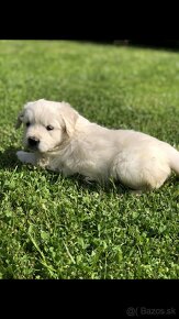 Zlaty retriever-Golden retriever - 9