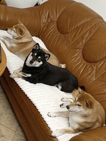 Shiba Inu - 9