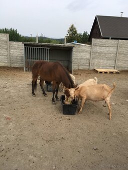 Welsh pony valach na predaj - 9