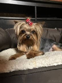 Yorkshire terrier s PP, York, Jork FCI - 9