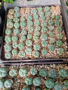 predám kaktusy Lophophora - 9