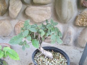 bonsai,bonsaj-javor shohin - 9