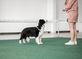 Border Kólia šteniatka Plánovaný vrh - Border Collie puppies - 9