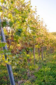 Na predaj jedinečné Tokajské vinice aj s celou firmou - 9