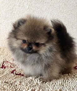 Pomeranian mini Boo - 9