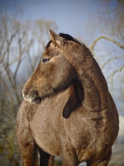 Pripuštanie American Quarter Horse ,QH , AQH - 9