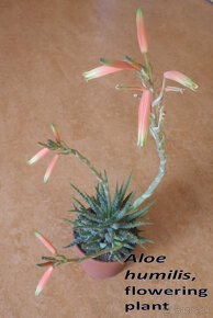 Zakrpatené Aloe a iné sukulenty - 9