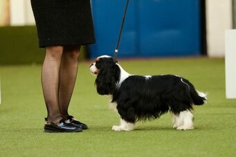 Cavalier King Charles Spaniel - 9