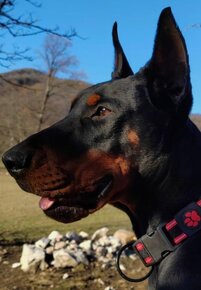 DOBERMAN ŠTENIATKA S FCI P.P - 9