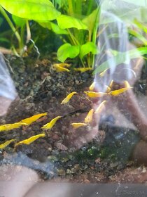 Krevetky neocaridina davidi yellow - 9