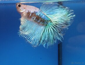 Bojovnice- Betta splendens - 9