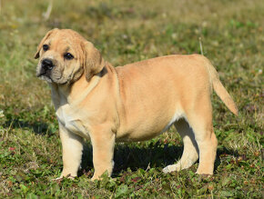 BOERBOEL BALLOTADA -búrský buldok - jihoafrický boerboel - 9