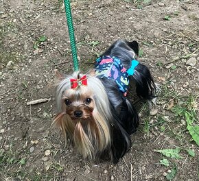 Yorkshire terrier s PP - 9