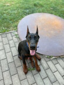 DOBERMAN KENNEL Šteniatka s FCI P.P - 9