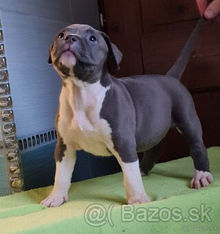 American Bully XL - 9