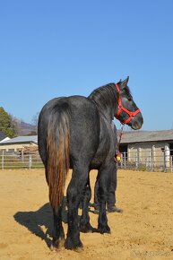 Predám koňa - žrebec Percheron - 9