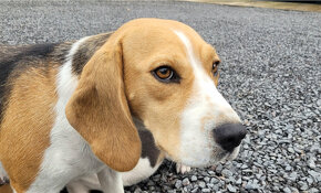 Bígl, Beagle šteniatka - 9