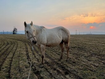 APH kobyla - učielka - paint horse - 9