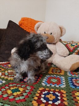 Shih-poo harlekyn - 9