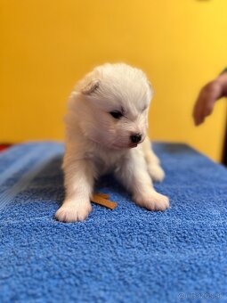 Samojed šteniatka s PP FCI - 9