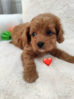 Cavapoo - 9