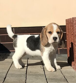 Bígel Bigl Beagle s PP FCI (bicolor, tricolor) - 9