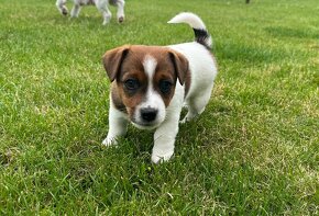 Jack russel terier - 9