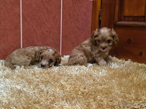 Cavapoo - 9