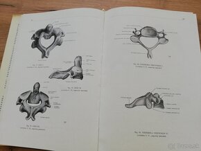 F.Kiss, J.Szentágothai - Atlas anatómie človeka 3 časti - 9