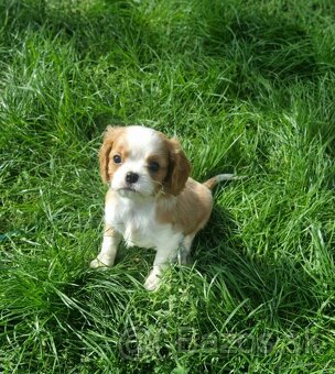 Cavalier king charles spaniel - 9