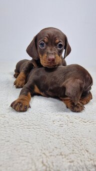 Jazvečík hladkosrstý ČOKO-MERLE / BLUE - MERLE / ČOKO - 9