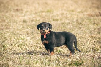 Beauceron s PP - 9