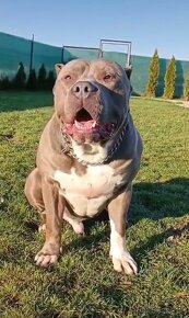 American bully xl - 9