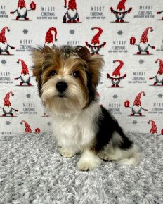 Yorkshirsky terier - Biewer - Yorkshire terrier - Jorkšír - 9