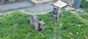 Šteniatka Cane Corso - 9