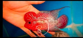 Flowerhorn - 9