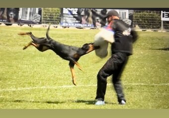 Plánované šteniatka dobermana s PP - 9