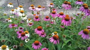 Echinacea purpurea – ružová - 9