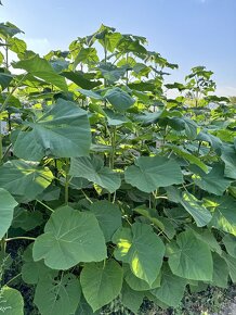 Paulownia Shan Tong - 9