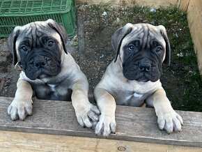 Šteniatka Bullmastiff, Bulmastif (2 sučky) - 9