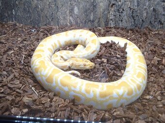 PREDÁM PYTHON MOLURUS BIVITTATUS ALBINO CARAMEL - 9