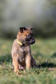 Malinois - Tomanland Kennel - 9