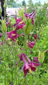 Orlíček obyčajný –Aquilegia vulgaris-prázdnokvetý a plnokvet - 9