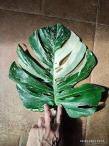 MOnstera Albo variegata - odrezky od 10-15€ na predaj - 9